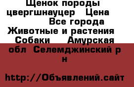 Щенок породы  цвергшнауцер › Цена ­ 30 000 - Все города Животные и растения » Собаки   . Амурская обл.,Селемджинский р-н